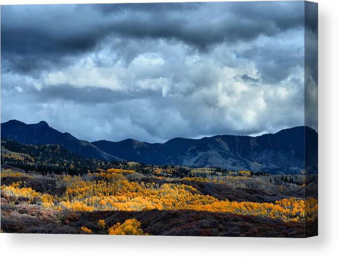 Aspens Canvas Print featuring the photograph End of Fall by Jacqui Binford-Bell