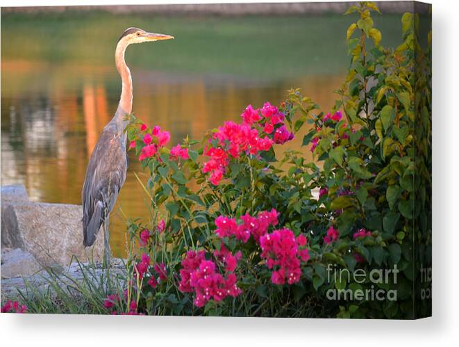 Great Blue Heron Canvas Print featuring the photograph End Of The Day by Deb Halloran