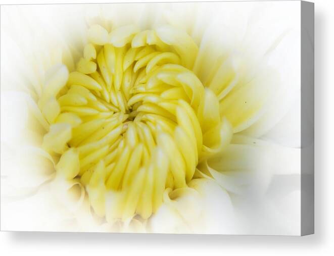 Flower Canvas Print featuring the photograph Enveloped in White by Renette Coachman