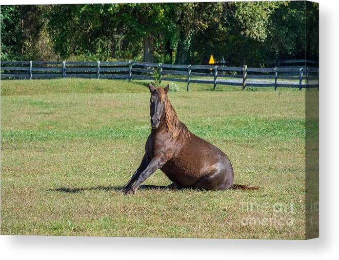 Horse Canvas Print featuring the photograph Equestrian Rollick by Charles Kraus