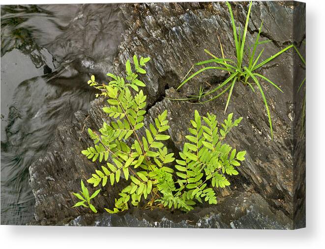 Rock Canvas Print featuring the photograph Erosion Photo by Peter J Sucy