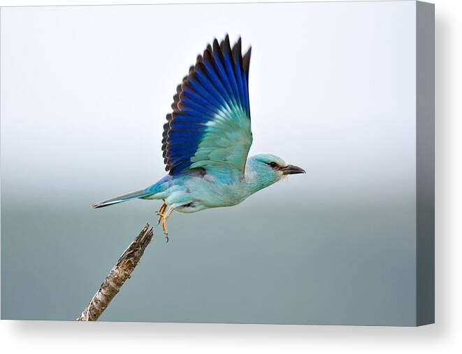 Action Canvas Print featuring the photograph Eurasian Roller by Johan Swanepoel