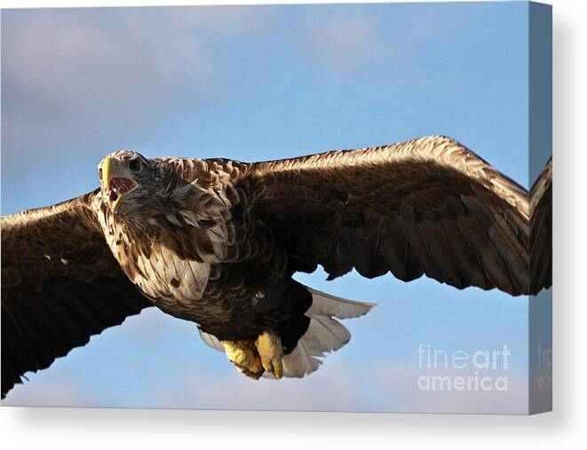 White_tailed Eagle Canvas Print featuring the photograph European Flying Sea Eagle 1 by Heiko Koehrer-Wagner