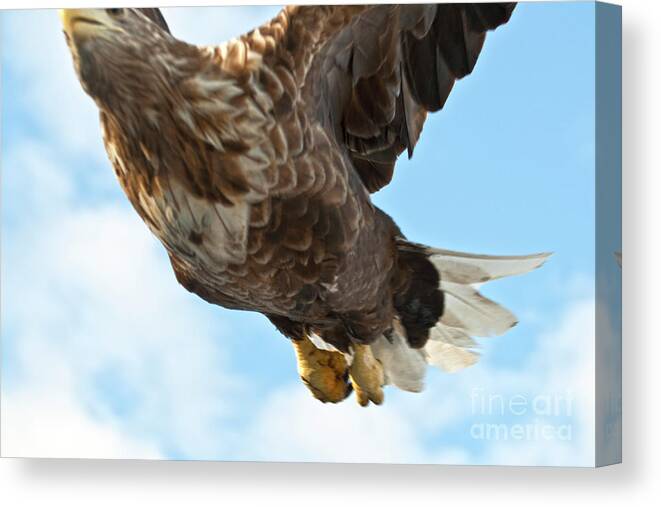 Heiko Canvas Print featuring the photograph European Flying Sea Eagle 2 by Heiko Koehrer-Wagner