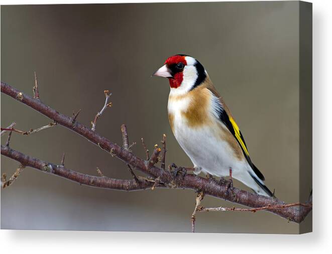 Goldfinch Canvas Print featuring the photograph European Goldfinch by Torbjorn Swenelius