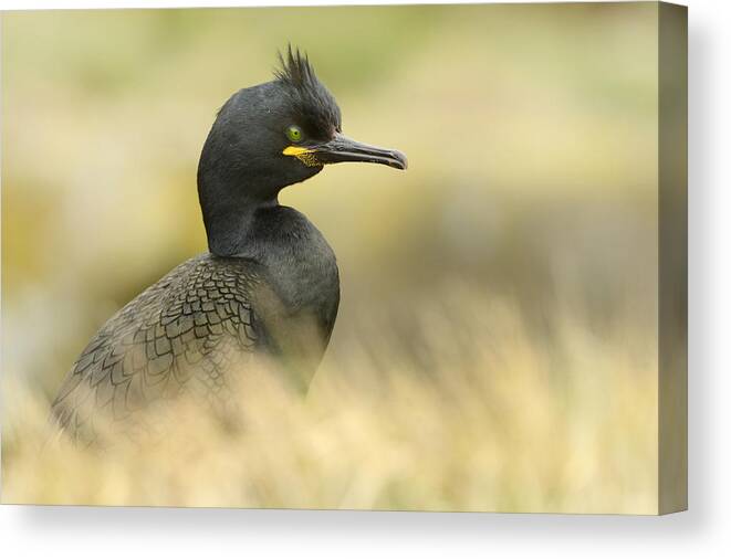 Nis Canvas Print featuring the photograph European Shag Farne Islands Uk by Marianne Brouwer