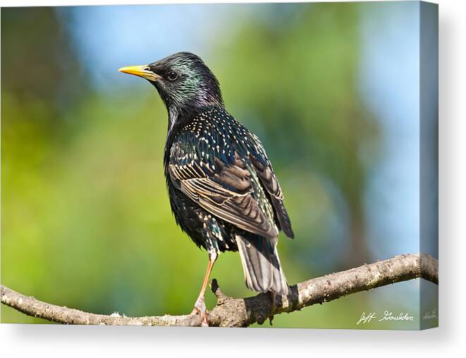 Animal Canvas Print featuring the photograph European Starling in a Tree by Jeff Goulden
