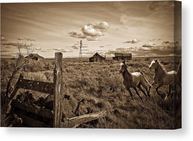 White Horses Canvas Print featuring the photograph Evening Run by Steve McKinzie