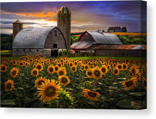 Barn Canvas Print featuring the photograph Evening Sunflowers by Debra and Dave Vanderlaan