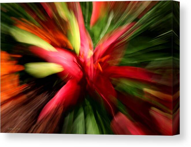 Lily Canvas Print featuring the photograph Exploding Lily by Andrea Platt