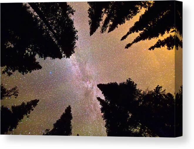 Milky Way Canvas Print featuring the photograph Eye of The Forest by James BO Insogna