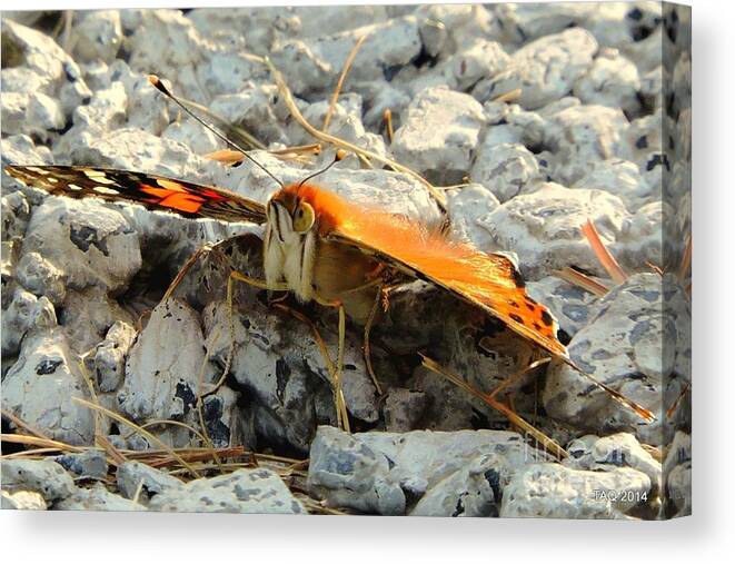 Butterfly Canvas Print featuring the photograph Eye Of The Papillon by Tami Quigley
