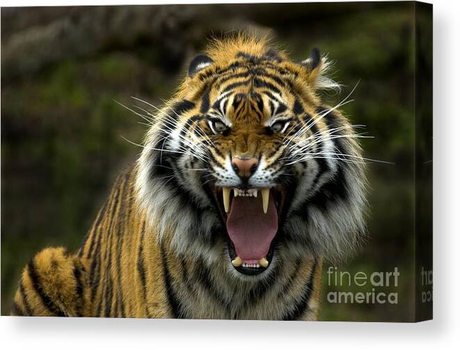 Tiger Canvas Print featuring the photograph Eyes of the Tiger by Michael Dawson