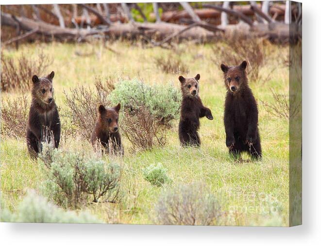 Grizzly Canvas Print featuring the photograph Fab Four by Bill Singleton
