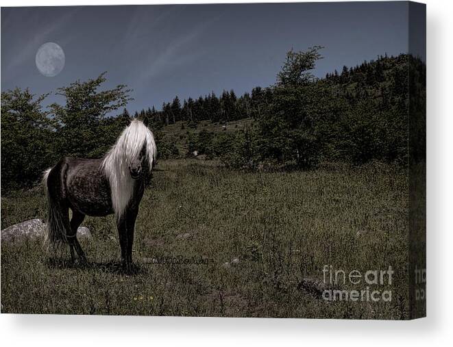 Photography Canvas Print featuring the photograph Fabio by Laurinda Bowling