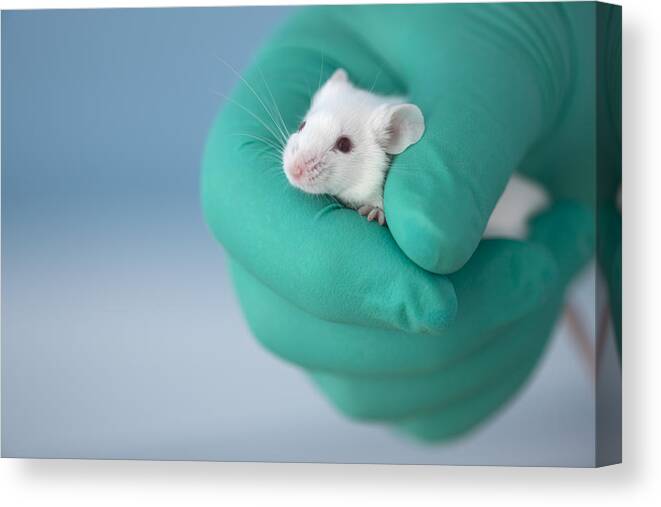 Research Canvas Print featuring the photograph Face of tiny white mouse peeps out by Sidsnapper