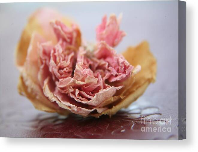 Faded Rose Canvas Print featuring the photograph Faded Rose IV by Lynn England