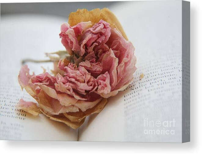 Rose Canvas Print featuring the photograph Faded Rose by Lynn England