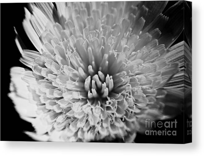 Daisy Canvas Print featuring the photograph Faded White by Clare Bevan