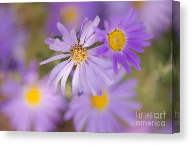 Flower Canvas Print featuring the photograph Fading Away by Tamara Becker