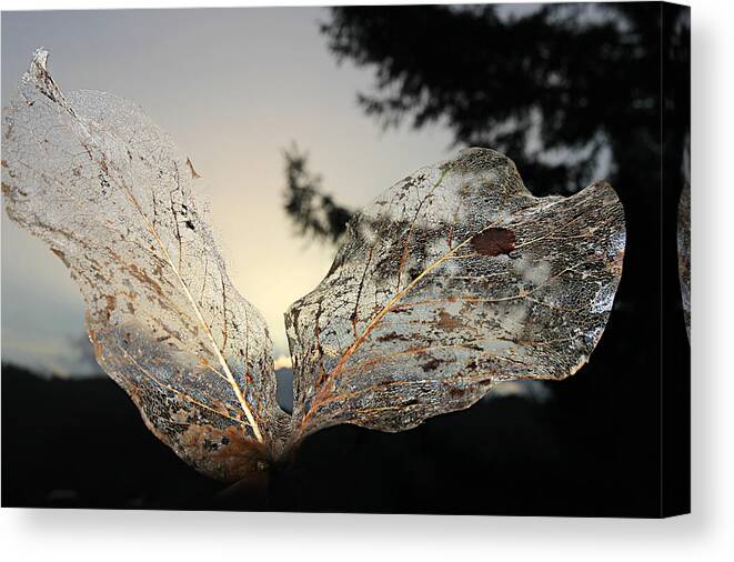 Leaf Canvas Print featuring the photograph Faerie Wings by KATIE Vigil