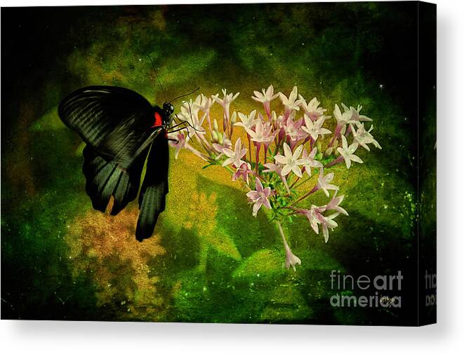 Butterfly Canvas Print featuring the photograph Fairyland by Lois Bryan