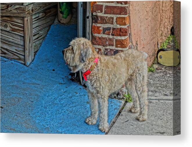 Friend Canvas Print featuring the photograph Faithful Friend by Don Margulis