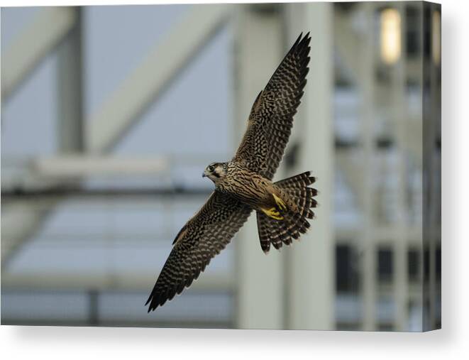 Peregrine Falcon Canvas Print featuring the photograph Falcon flying by Tower by Bradford Martin