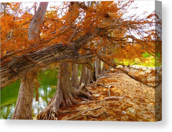 Fall Colors Canvas Print featuring the photograph Fall Brilliance by David Norman