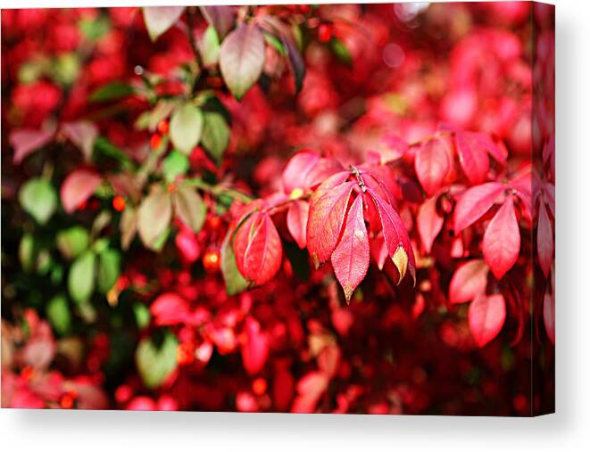 Autumn Canvas Print featuring the photograph Fall Foliage Colors 10 by Metro DC Photography