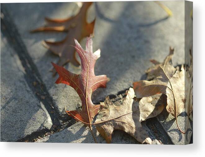 Fall Canvas Print featuring the photograph Autumn Oak Leaves on sidewalk by Valerie Collins