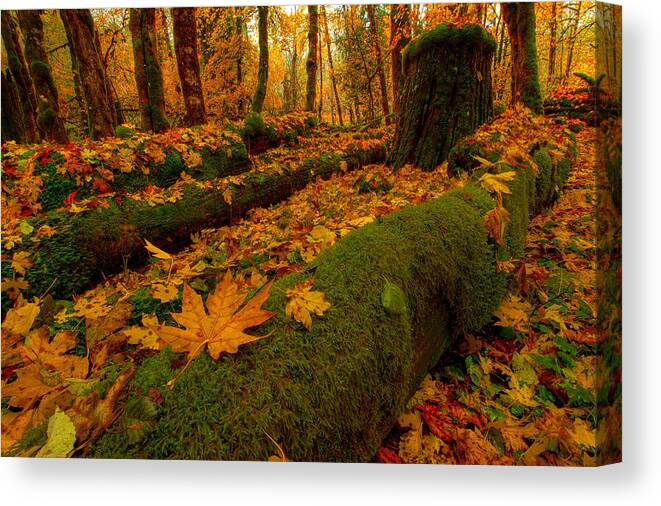 Fall Colors Canvas Print featuring the photograph Fallen by Dan Mihai