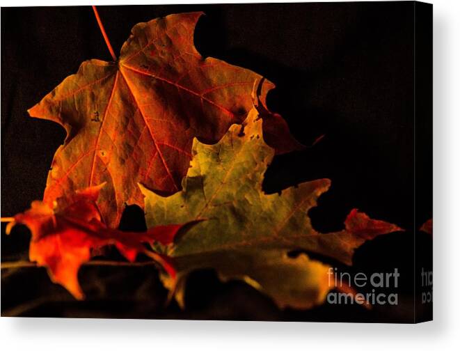 Leaves Canvas Print featuring the photograph Fallen Leaves by Judy Wolinsky