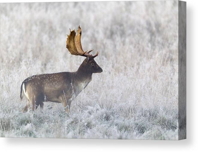 Feb0514 Canvas Print featuring the photograph Fallow Deer Buck During The Rut by Duncan Usher