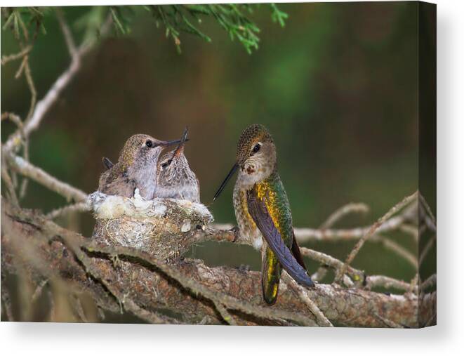 Hummingbird Canvas Print featuring the photograph Family Love by Beth Sargent