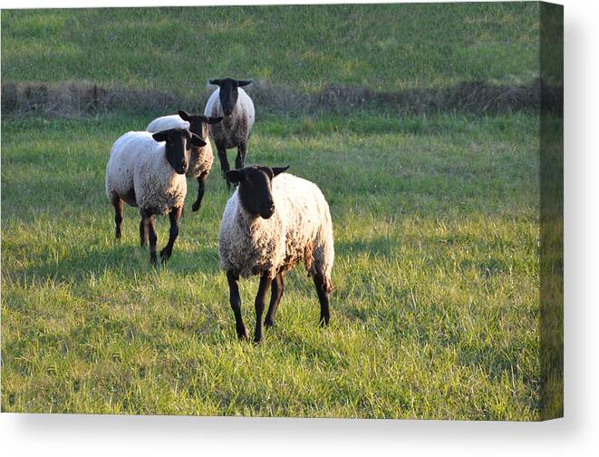 Animals Canvas Print featuring the photograph Fancy Free by Jan Amiss Photography