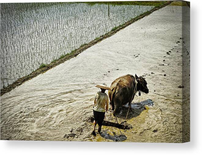 Working Canvas Print featuring the photograph Farmer And Water Buffalo Working In A by John Wang