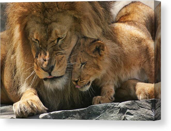 Lion Cub Canvas Print featuring the photograph Father and Son by Leda Robertson