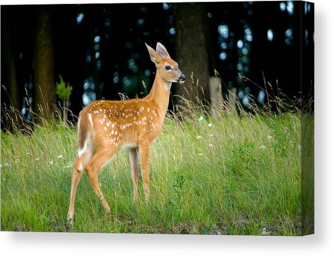 Fawn Canvas Print featuring the photograph Fawn by Shane Holsclaw