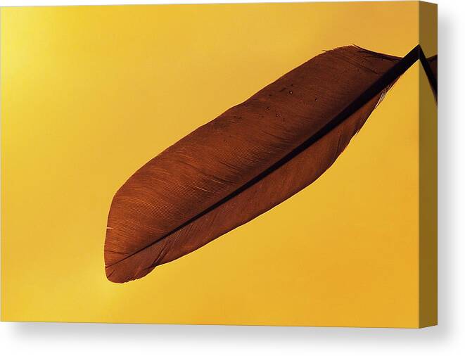 Photograph Canvas Print featuring the photograph Feather by Larah McElroy