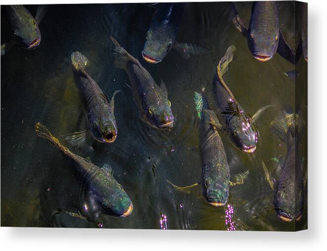 Fish Canvas Print featuring the photograph Feed Meeeeee First by Lesley Brindley