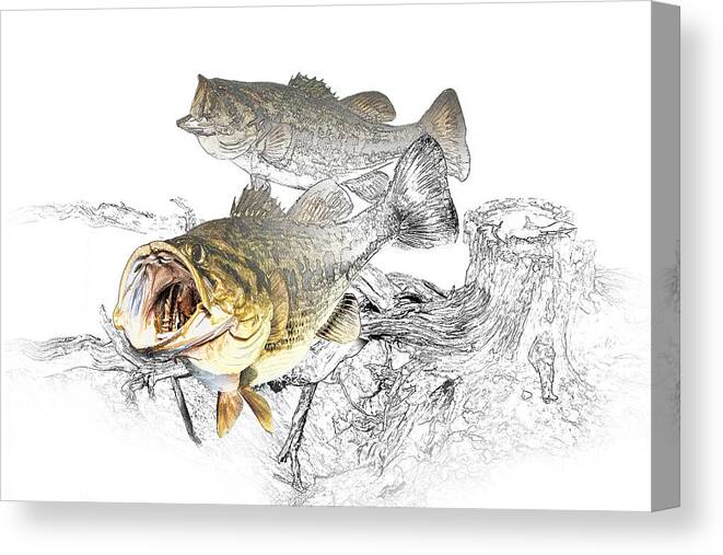 Fish Canvas Print featuring the photograph Feeding Largemouth Black Bass by Randall Nyhof