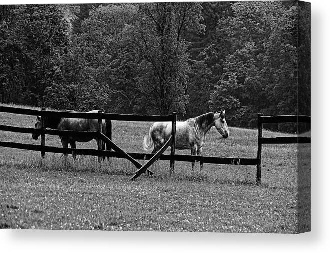 Black And White Photography Canvas Print featuring the photograph Feeding Time by Andrea Galiffi