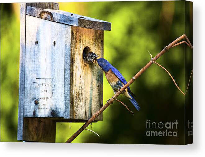 Bluebirds Canvas Print featuring the photograph Box Lunch by Ronald Lutz