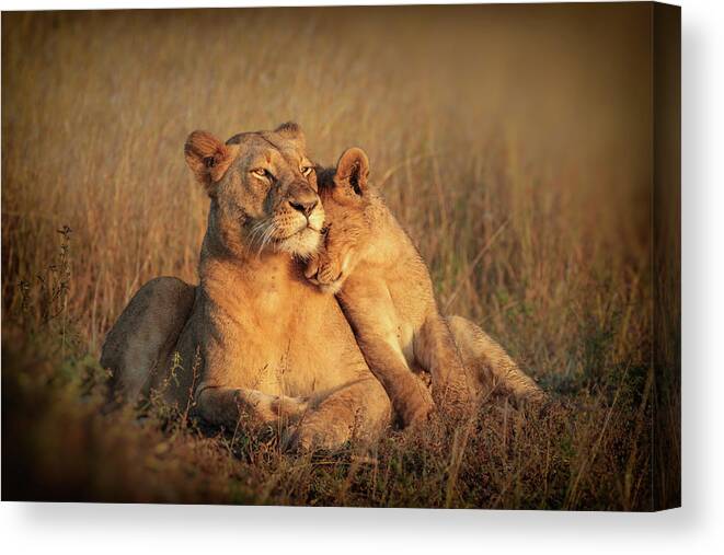 Lion Canvas Print featuring the photograph Feline Family by Jaco Marx