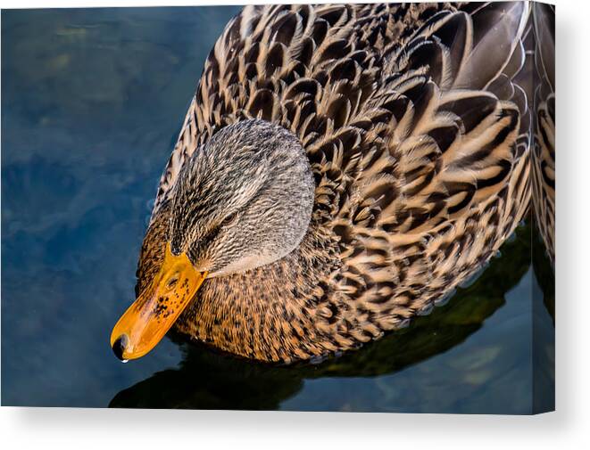 Duck Canvas Print featuring the photograph Female Duck by Andreas Berthold