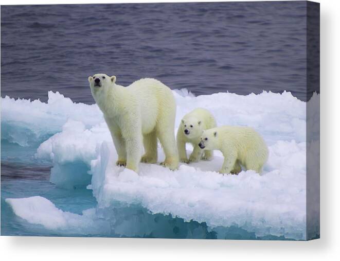 Bear Cub Canvas Print featuring the photograph Female polar bear with cubs on iceberg by © Vadim Balakin