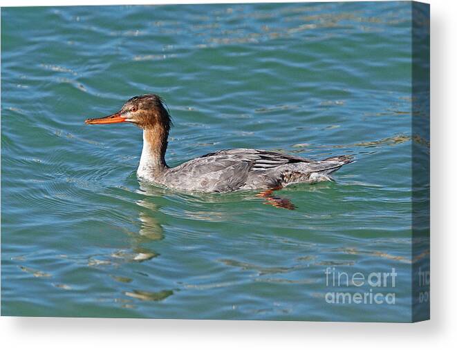 Merganser Canvas Print featuring the photograph Female Red-breasted Merganser by Jennifer Zelik