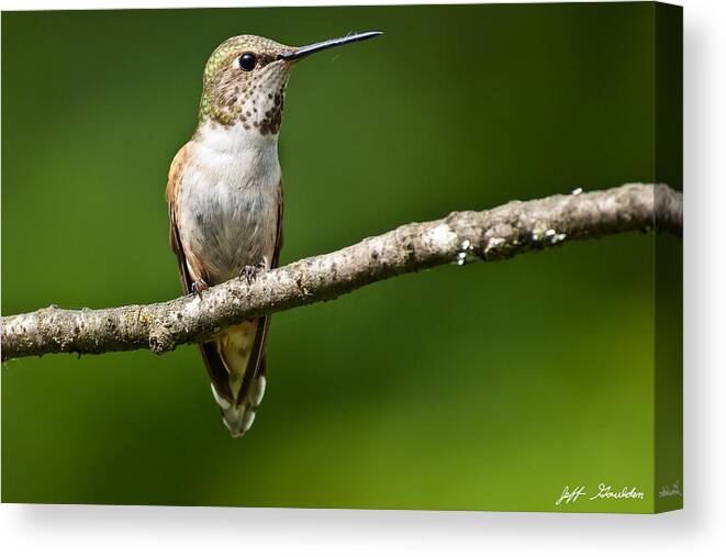 Adult Canvas Print featuring the photograph Female Rufous Hummingbird in a Tree by Jeff Goulden