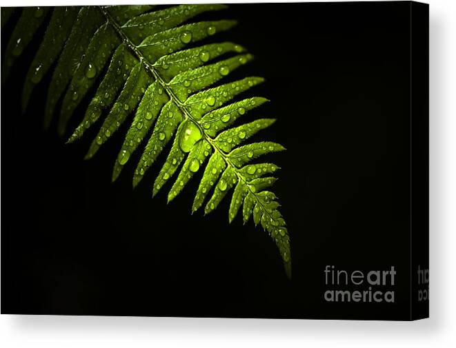 Pacific Northwest Canvas Print featuring the photograph Fern Highlight by Jim Corwin